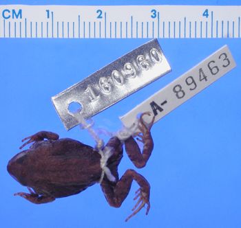Media type: image; Herpetology A-89463